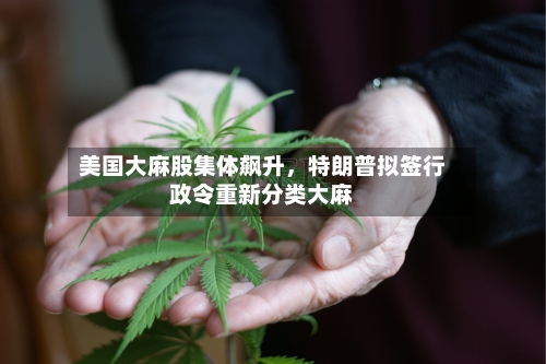 美国大麻股集体飙升，特朗普拟签行政令重新分类大麻