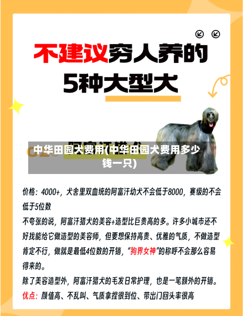 中华田园犬费用(中华田园犬费用多少钱一只)-第3张图片