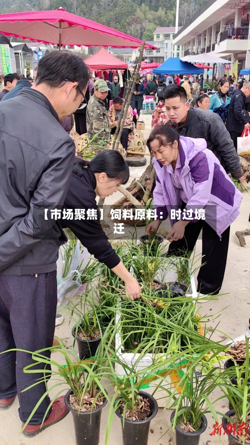 【市场聚焦】饲料原料：时过境迁-第3张图片