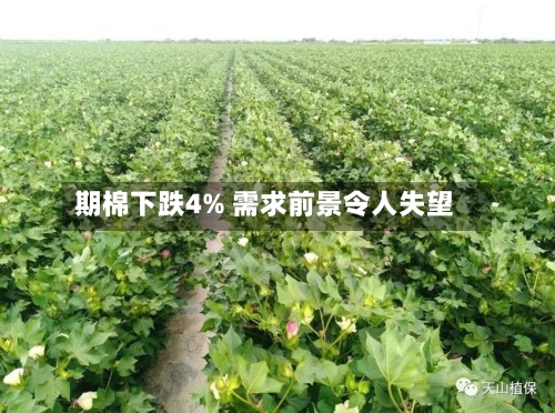 期棉下跌4% 需求前景令人失望-第2张图片