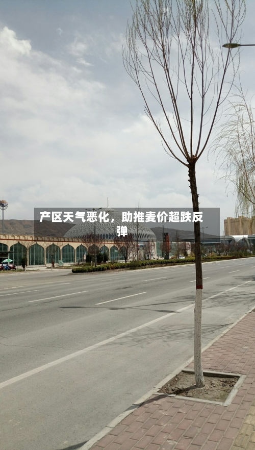 产区天气恶化	，助推麦价超跌反弹-第2张图片